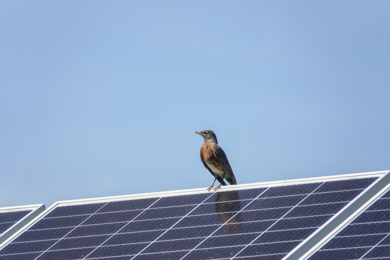 Solar Could Power Half of New U.S. Electricity Generation in 2025, EIA Reports